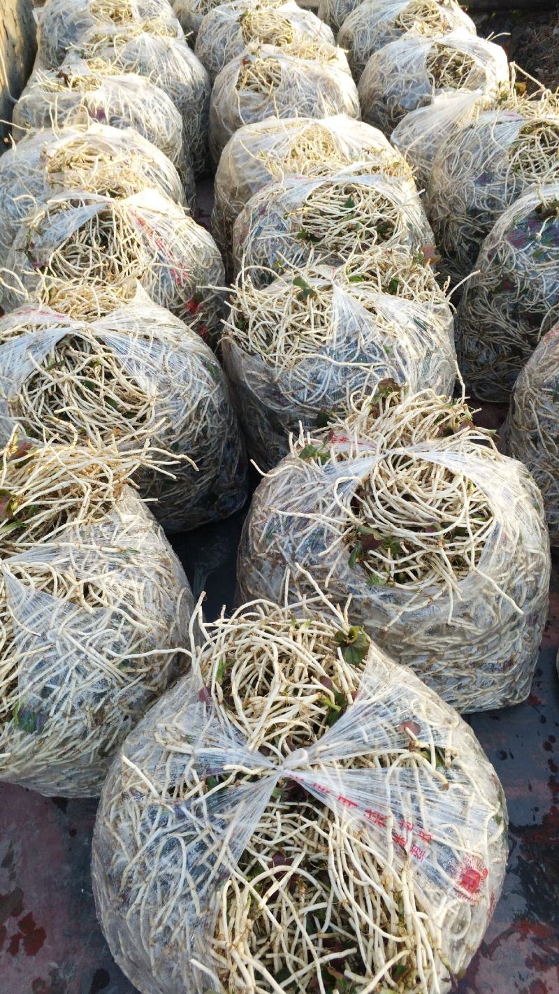 折耳根，鱼腥草，量大丛优
