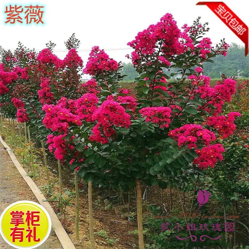 红火箭紫薇苗【速生苗】易栽型耐寒适合南方北方栽植