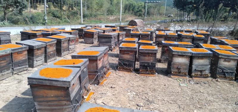茶花粉浙江绍兴产自产自销包邮支持一件代发质量保证