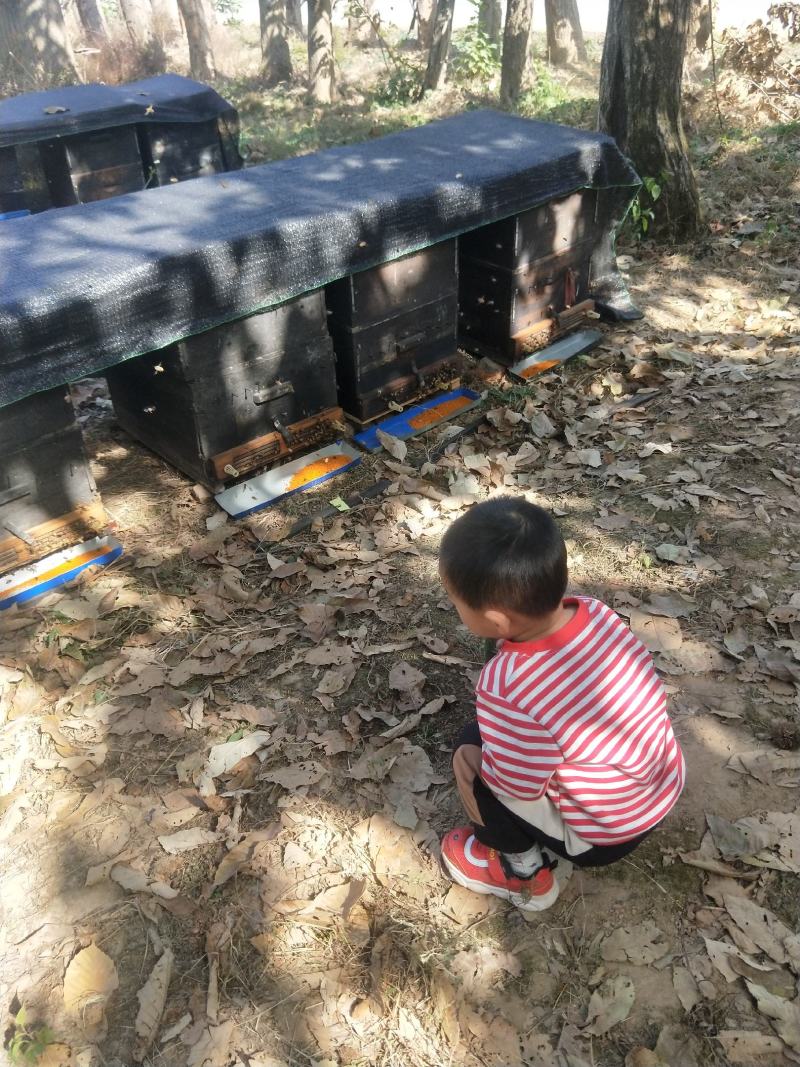 茶花粉浙江绍兴产自产自销包邮支持一件代发质量保证