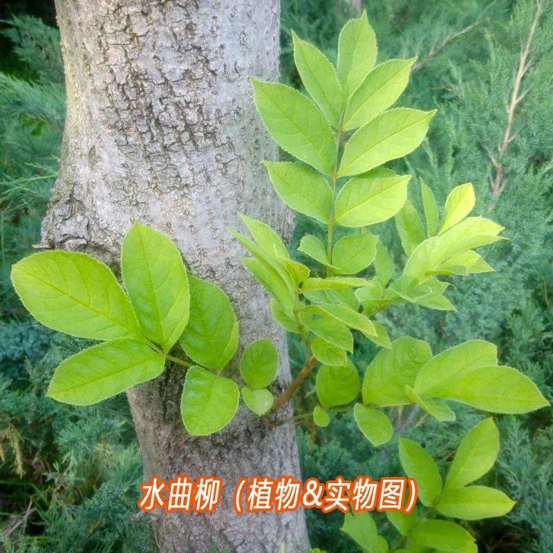 当年新采林木种子水曲柳种子清明柳种子柳树种子大叶