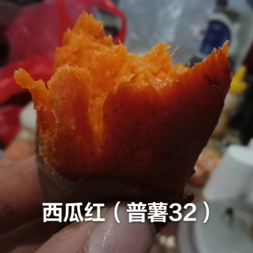 西瓜红地瓜苏八红薯普薯32价格公平
