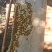 中蜂蜂蜜百花蜜土养蜂蜜