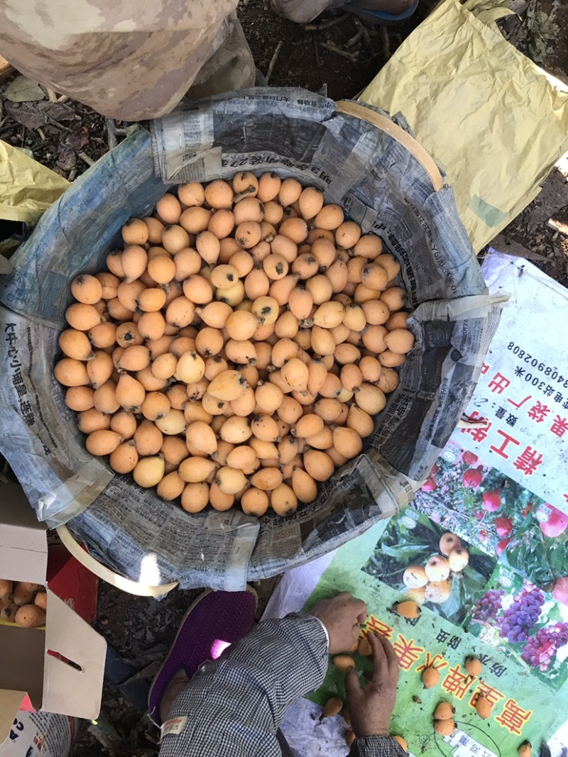 中蜂蜂蜜百花蜜土养蜂蜜