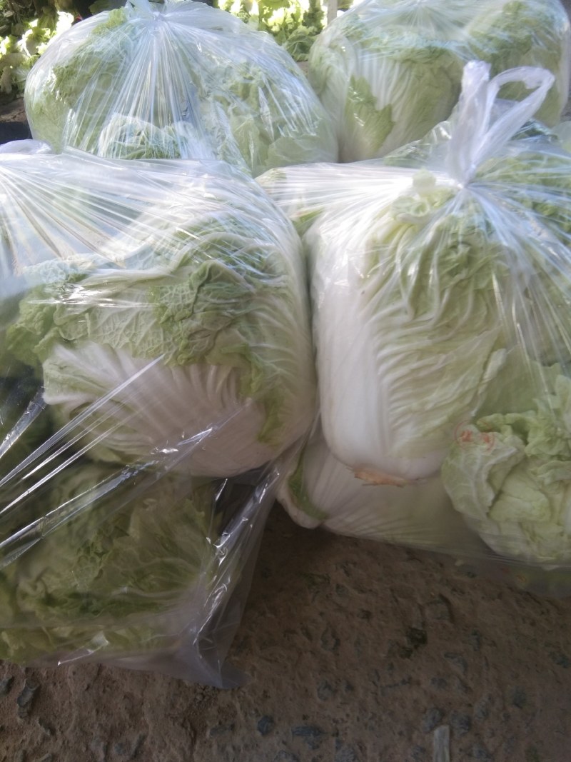 【热销】大白菜，新鲜大量上市货源充足，质量好无虫眼无坏根
