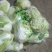 【热销】大白菜，新鲜大量上市货源充足，质量好无虫眼无坏根