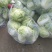 【热销】大白菜，新鲜大量上市货源充足，质量好无虫眼无坏根