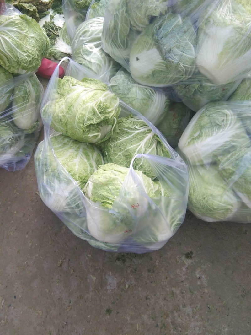 【热销】大白菜，新鲜大量上市货源充足，质量好无虫眼无坏根
