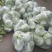 【热销】大白菜，新鲜大量上市货源充足，质量好无虫眼无坏根