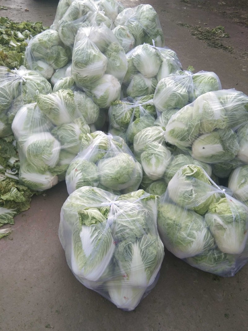 【热销】大白菜，新鲜大量上市货源充足，质量好无虫眼无坏根