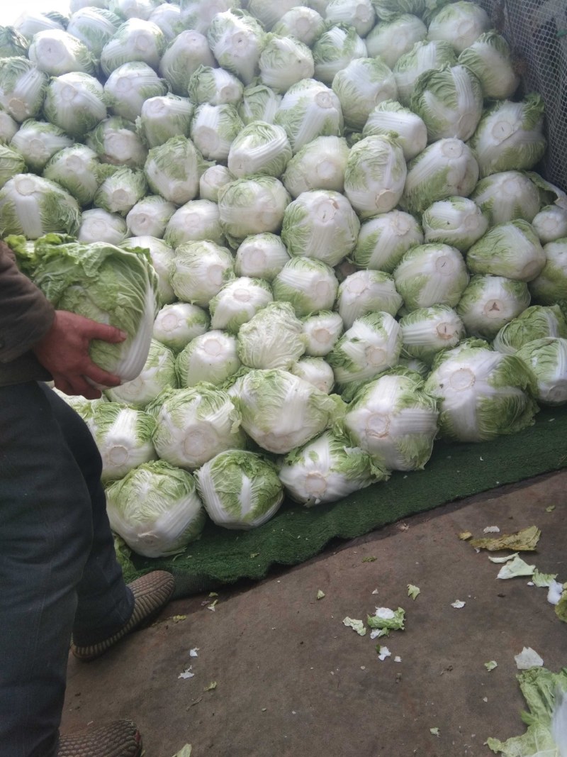 【热销】大白菜，新鲜大量上市货源充足，质量好无虫眼无坏根