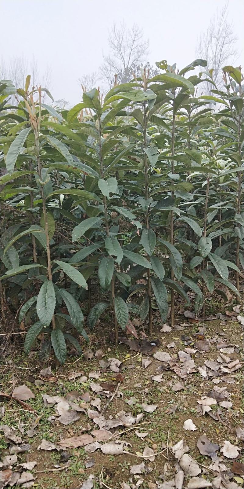 金枝槐小苗，低接金枝槐