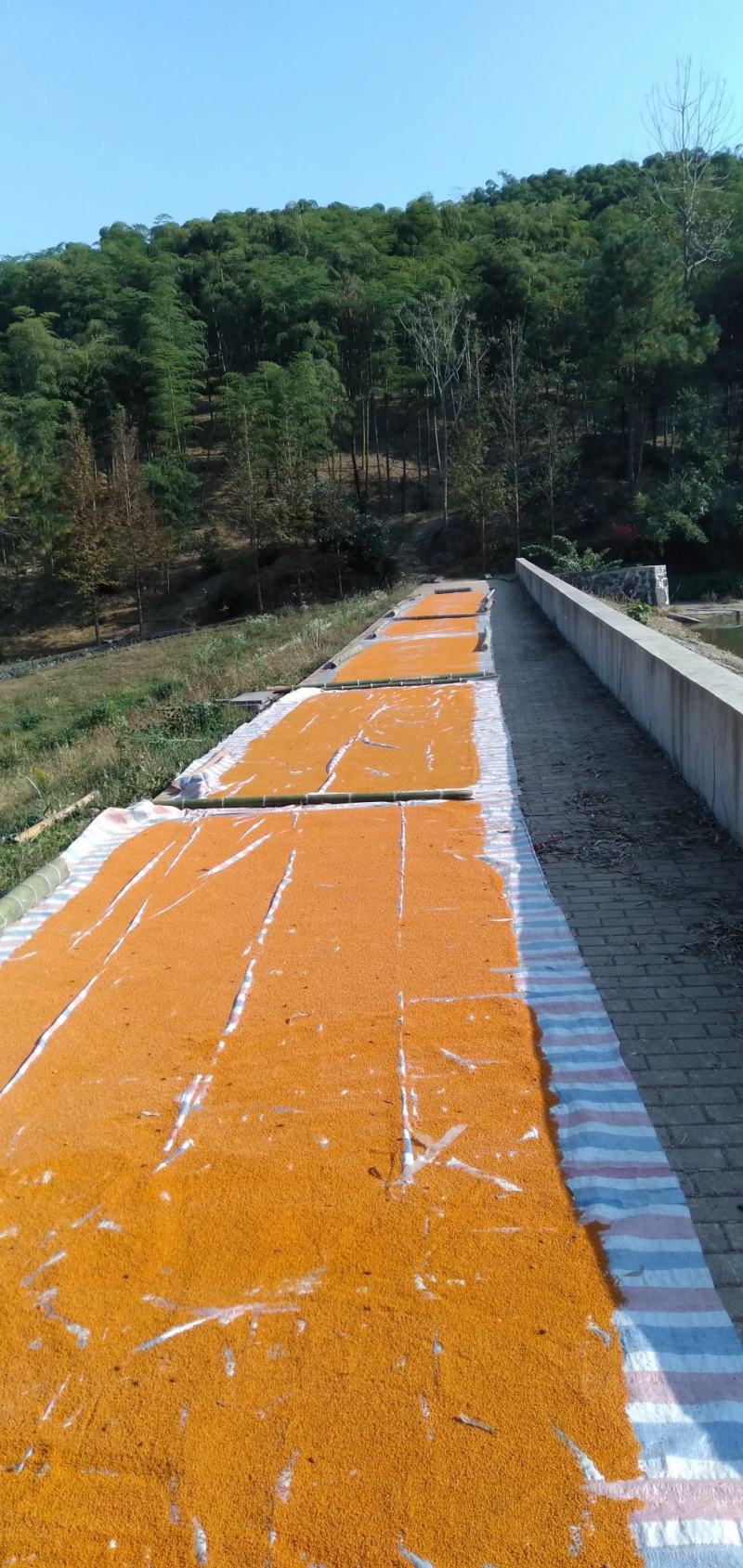 茶花粉浙江绍兴产自产自销包邮支持一件代发质量保证