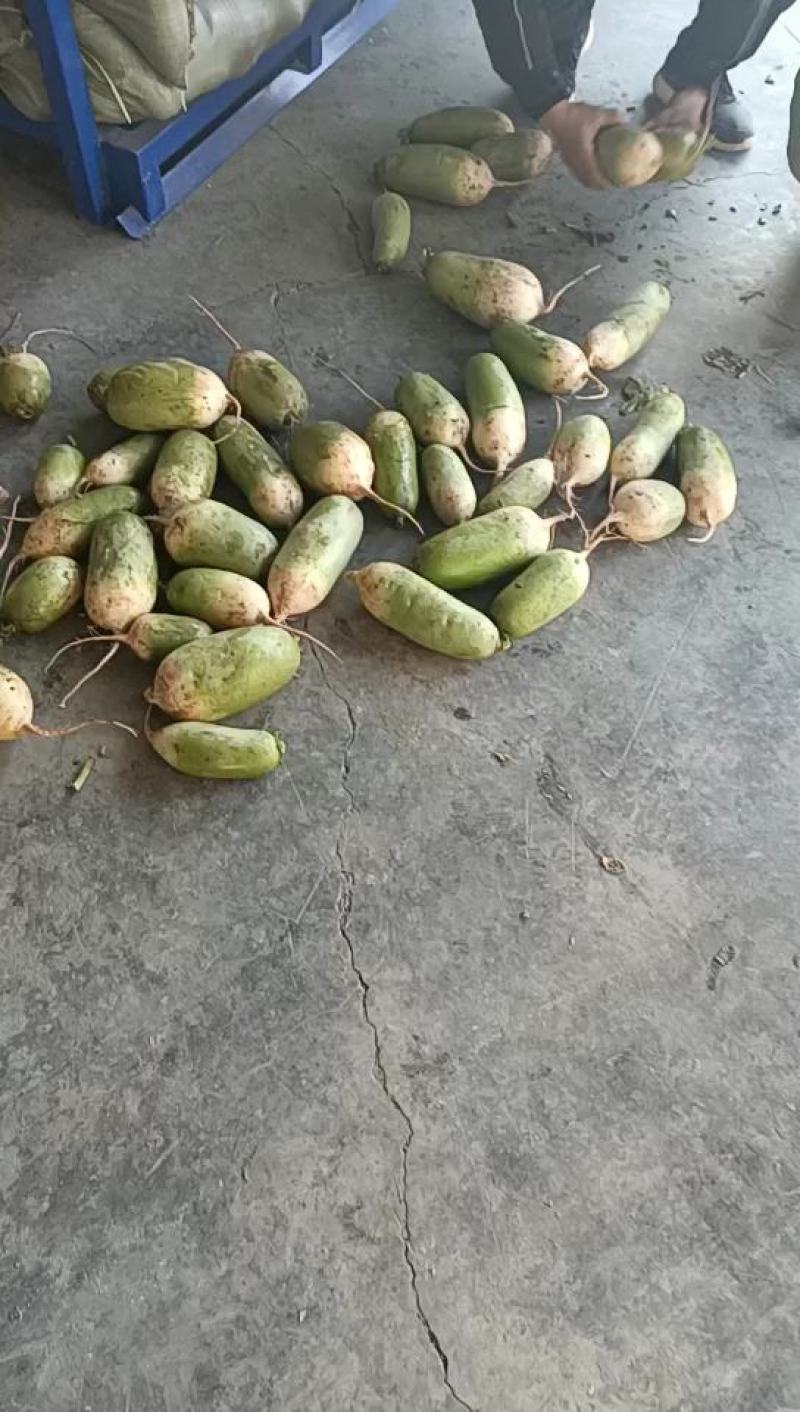 河南开封青萝卜，冷库大量供货，欢迎老板看货下单