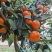 盖膜沙糖桔，开动了价钱便宜