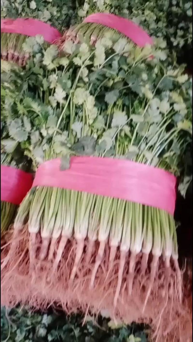 精品香菜铁杆青！基地种植农户直接交易。无中间差价！山东老