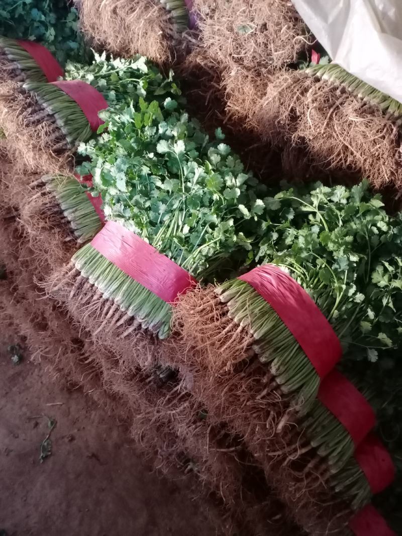 精品香菜铁杆青！基地种植农户直接交易。无中间差价！山东老