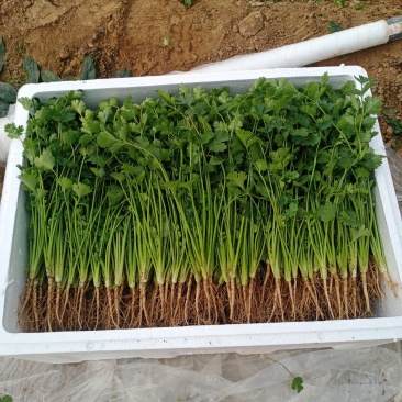 精品香菜铁杆青！基地种植农户直接交易。无中间差价！山东老