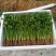 精品香菜铁杆青！基地种植农户直接交易。无中间差价！山东老