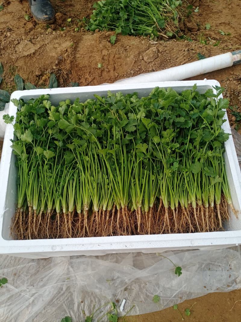 精品香菜铁杆青！基地种植农户直接交易。无中间差价！山东老