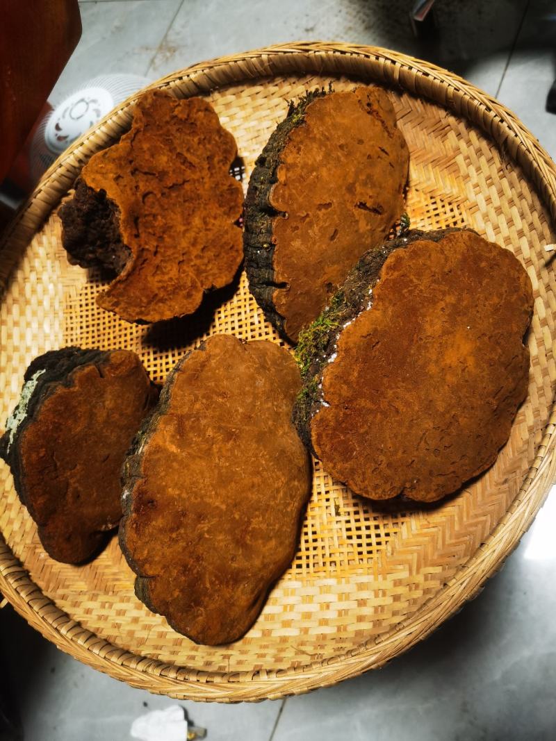 包邮桑黄产地西藏一手货源包邮保证全干新货纯野生