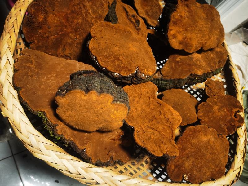 包邮桑黄产地西藏一手货源包邮保证全干新货纯野生