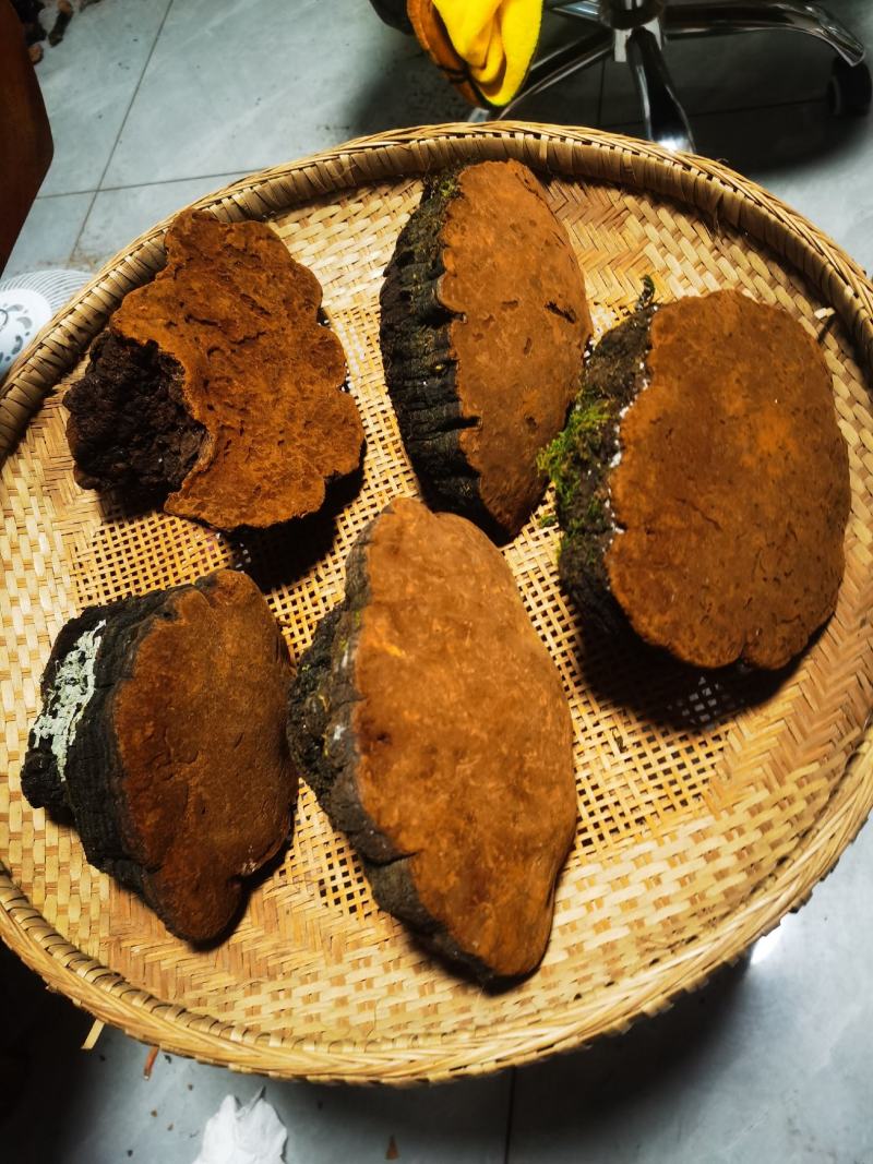 包邮桑黄产地西藏一手货源包邮保证全干新货纯野生