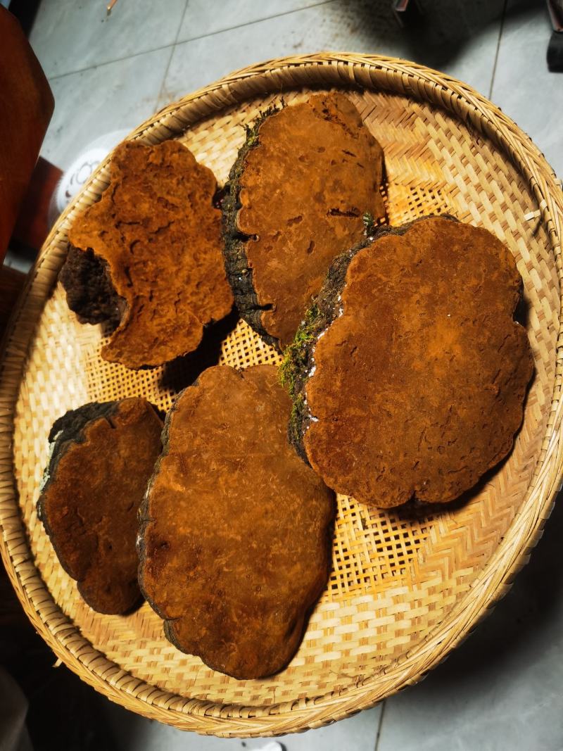 包邮桑黄产地西藏一手货源包邮保证全干新货纯野生