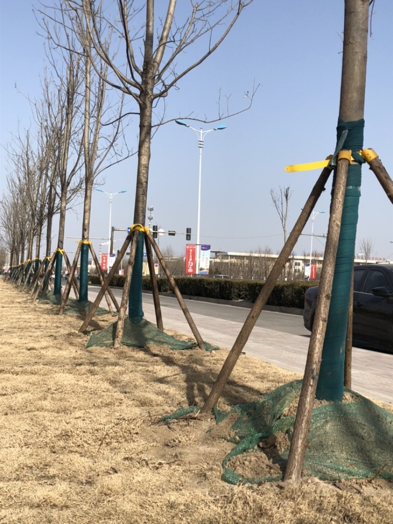 树木防寒缠树布包树绷带保湿袋园林防冻绿化布