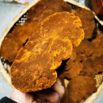 包邮桑黄产地西藏一手货源包邮保证全干新货纯野生