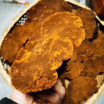 包邮桑黄产地西藏一手货源包邮保证全干新货纯野生