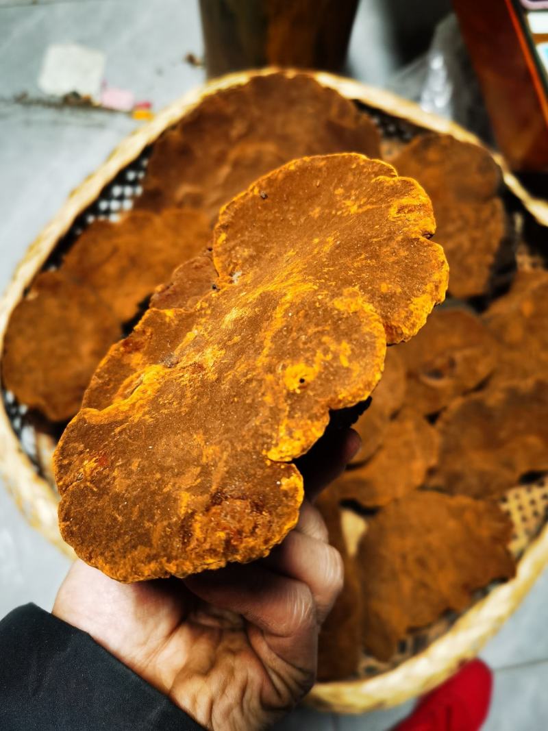 包邮桑黄产地西藏一手货源包邮保证全干新货纯野生