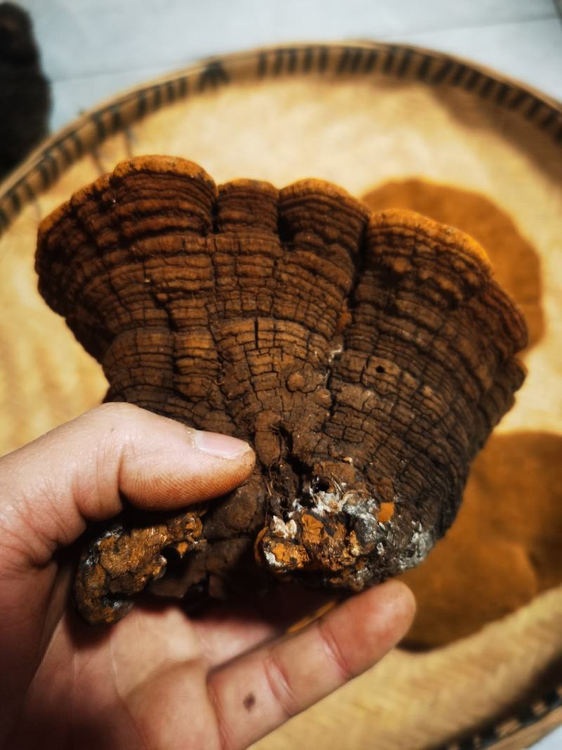 包邮桑黄产地西藏一手货源包邮保证全干新货纯野生