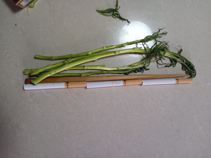 芦篙产地自己种植优质价实