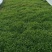芦篙产地自己种植优质价实