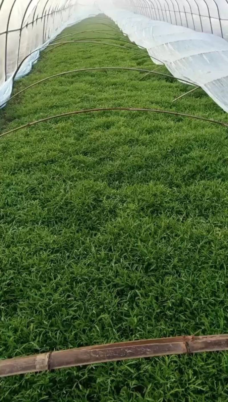 芦篙产地自己种植优质价实