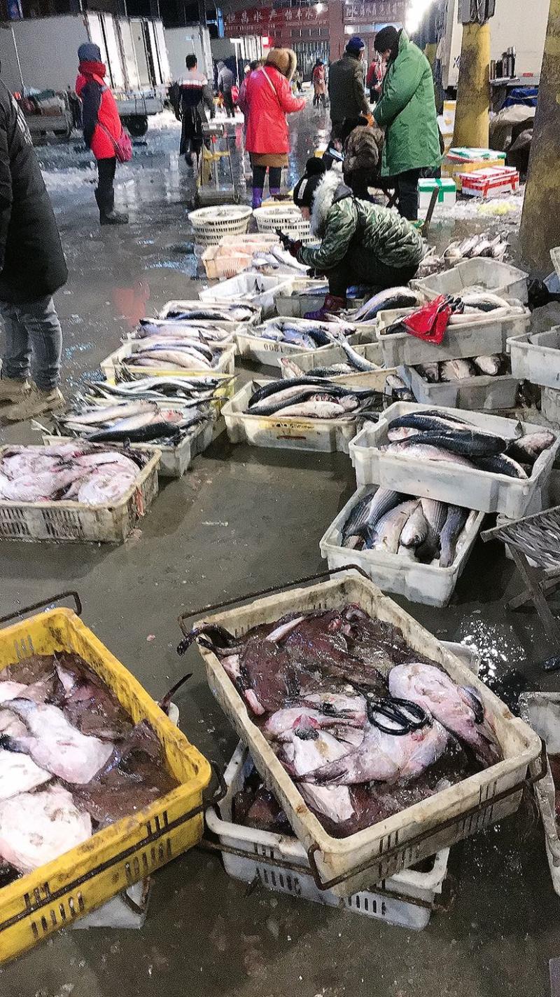 海枝鱼枝鱼梭鱼乌头江苏连云港海头直发