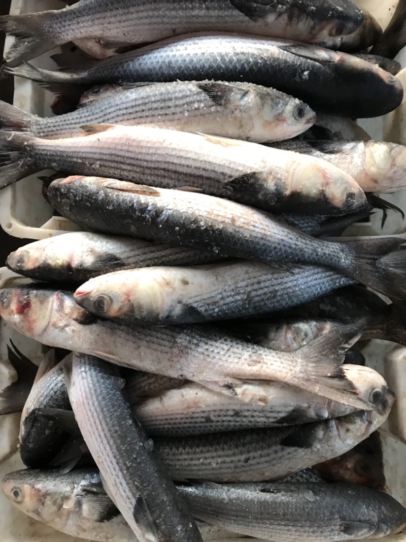 海枝鱼枝鱼梭鱼乌头江苏连云港海头直发