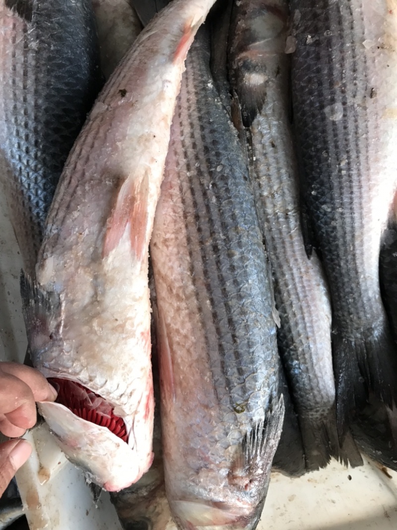 海枝鱼枝鱼梭鱼乌头江苏连云港海头直发