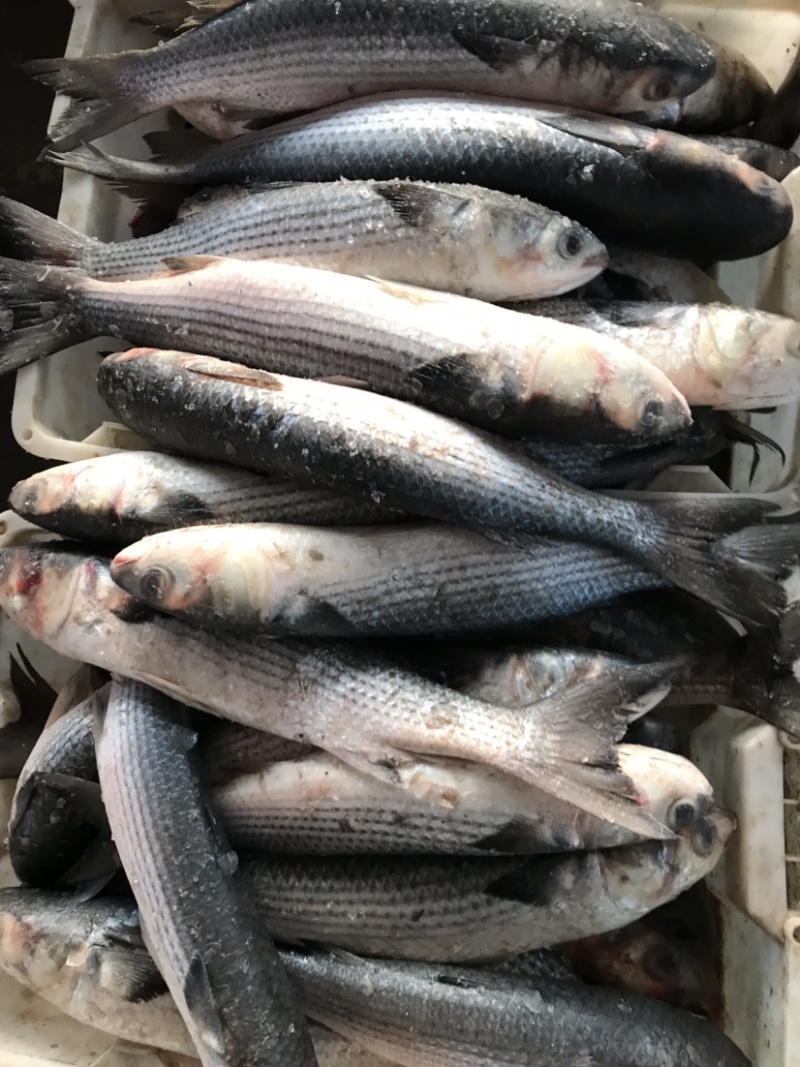 海枝鱼枝鱼梭鱼乌头江苏连云港海头直发