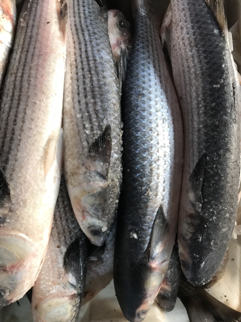 海枝鱼枝鱼梭鱼乌头江苏连云港海头直发