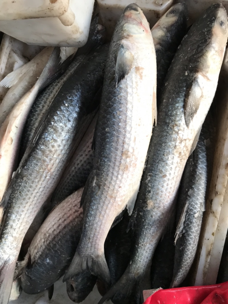 海枝鱼枝鱼梭鱼乌头江苏连云港海头直发