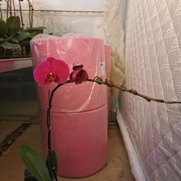 蝴蝶兰大辣椒基地自产自销，一棵也是批发价,品质好