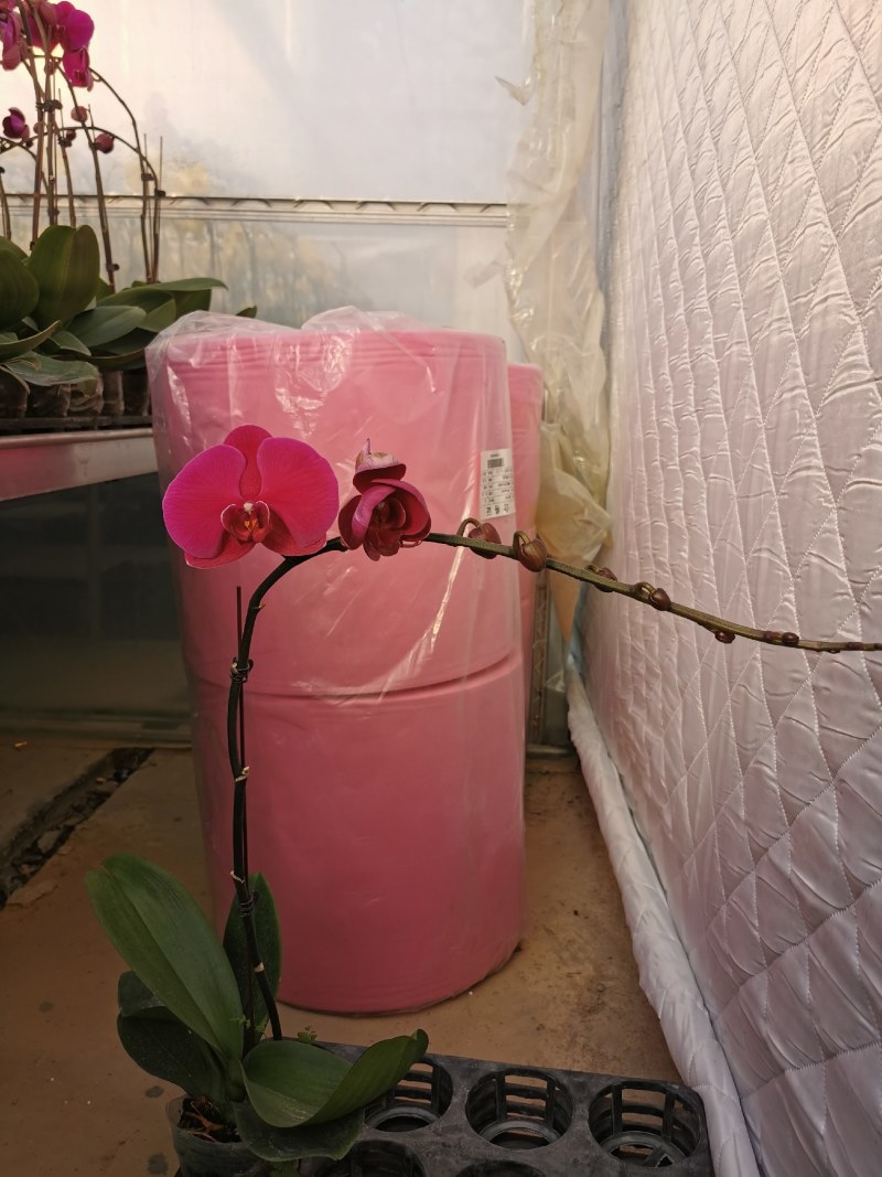 蝴蝶兰大辣椒基地自产自销，一棵也是批发价,品质好