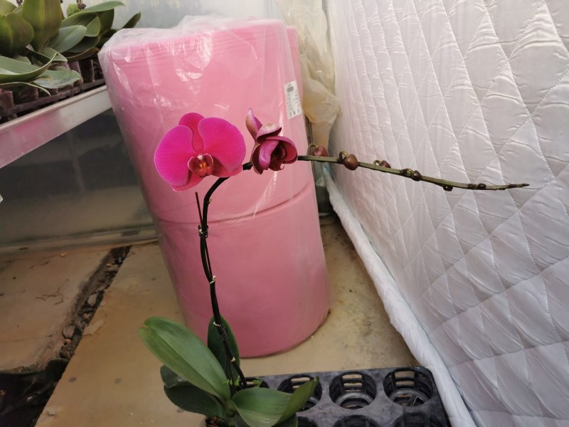 蝴蝶兰大辣椒基地自产自销，一棵也是批发价,品质好
