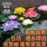大睡莲苗睡莲根块水生植物池塘盆栽莲花根块水养四季花苗