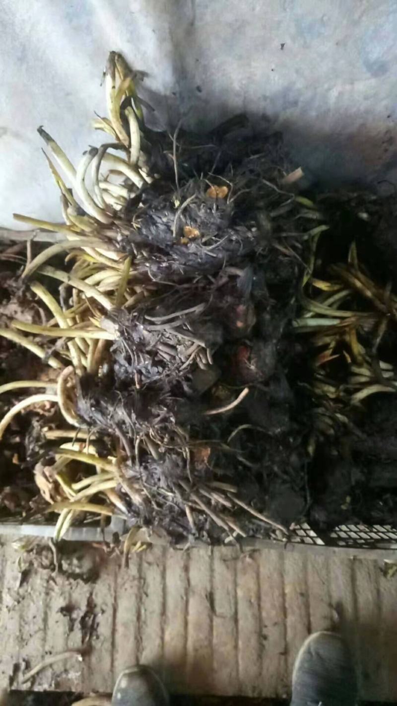 大睡莲苗睡莲根块水生植物池塘盆栽莲花根块水养四季花苗