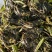 大睡莲苗睡莲根块水生植物池塘盆栽莲花根块水养四季花苗