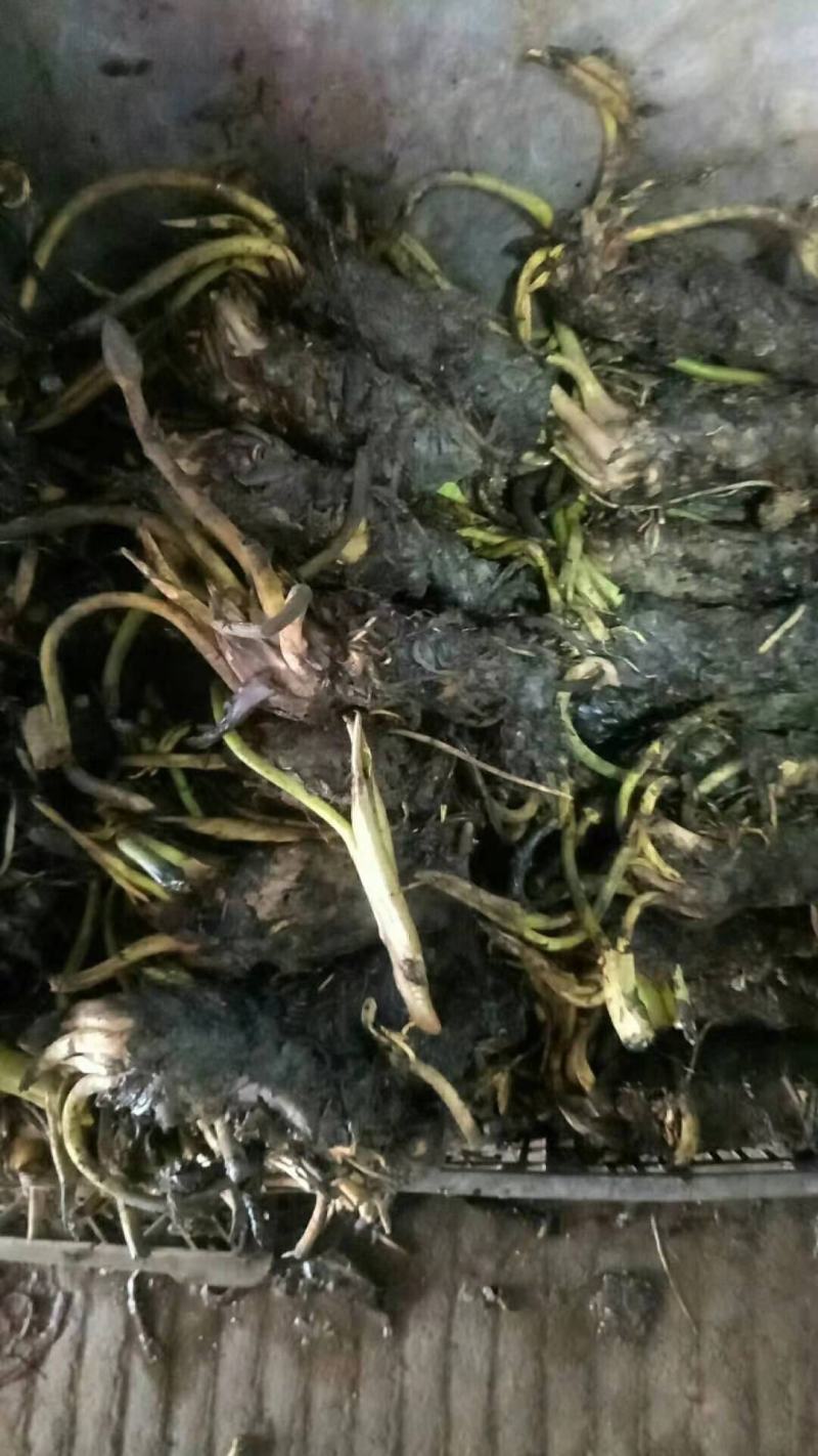 大睡莲苗睡莲根块水生植物池塘盆栽莲花根块水养四季花苗
