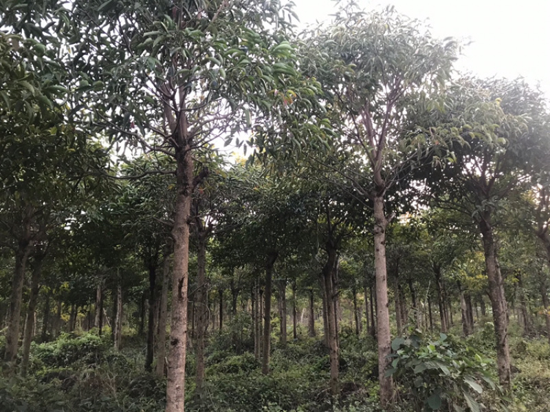 广东秋枫地苗基地大量供应规格齐全欢迎采购